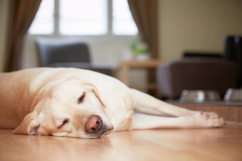 Yellow labrador retriever is waiting at home.